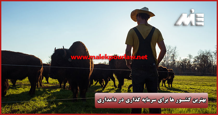 بهترین کشور ها برای سرمایه گذاری در زمینه دامداری - موسسه MIE